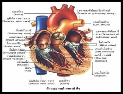 ระบบไหลเวียนเลือด